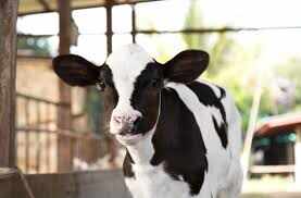 Cattle milk production capacity natural diet