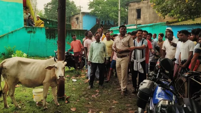 The cow thigh was caught and beaten by the village