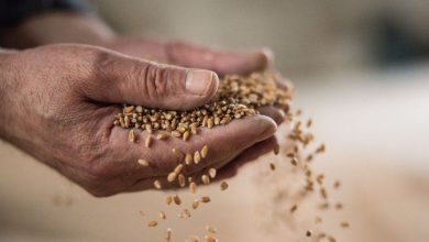Wheat prices rise after Taiwan promised to buy from America