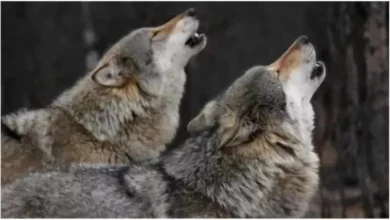 Wolf again created terror in Bahraich, villagers – Wolf Terror continues with the division of the forest to catch predator in Bahraich