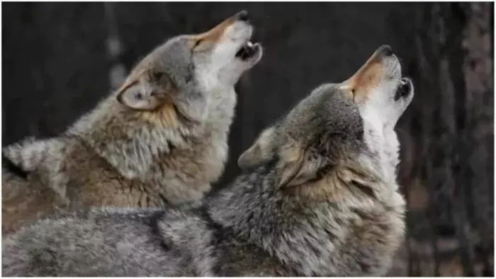 Wolf again created terror in Bahraich, villagers – Wolf Terror continues with the division of the forest to catch predator in Bahraich