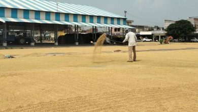 Paddy arrival starts in ambala, farmers are waiting for purchase