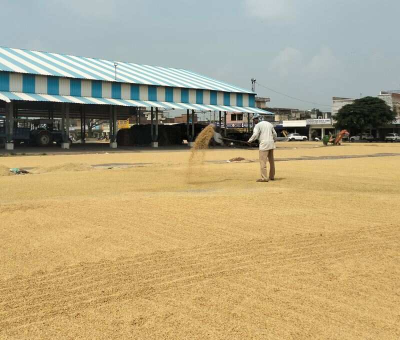 Paddy arrival starts in ambala, farmers are waiting for purchase