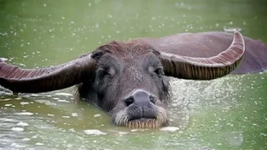 The woman crossed the river by holding the tail of the Buffalo, something like this happened in the middle … People rushed – woman drowned across the river that Buffalo Tail holds in Gonda