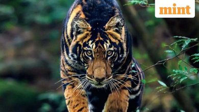 India’s rare Black Tiger debut on National Geographic Cover: Meet photographer Prasenjeet Yadav