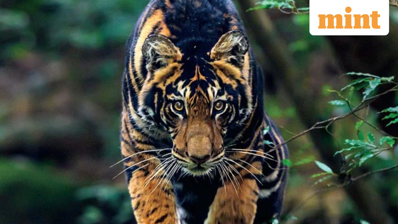 India’s rare Black Tiger debut on National Geographic Cover: Meet photographer Prasenjeet Yadav