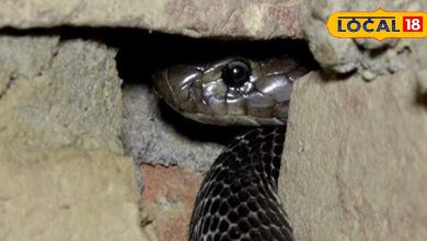 Tips and tricks: Snake entered the house? Don’t panic … these things in the kitchen will come out as soon as it sprinkles