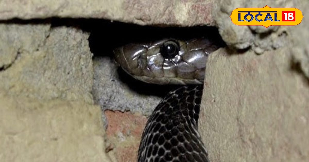 Tips and tricks: Snake entered the house? Don’t panic … these things in the kitchen will come out as soon as it sprinkles