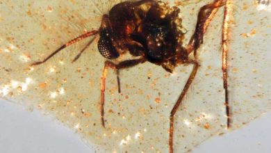 discovery-of-insects-trapps-trapped-in-amber-seds-light-amazon-rainforest