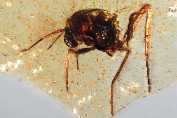 Discovery of INSECTS TRAPPS TRAPPED IN AMBER SEDS LIGHT AMAZON RAINForest – ryan