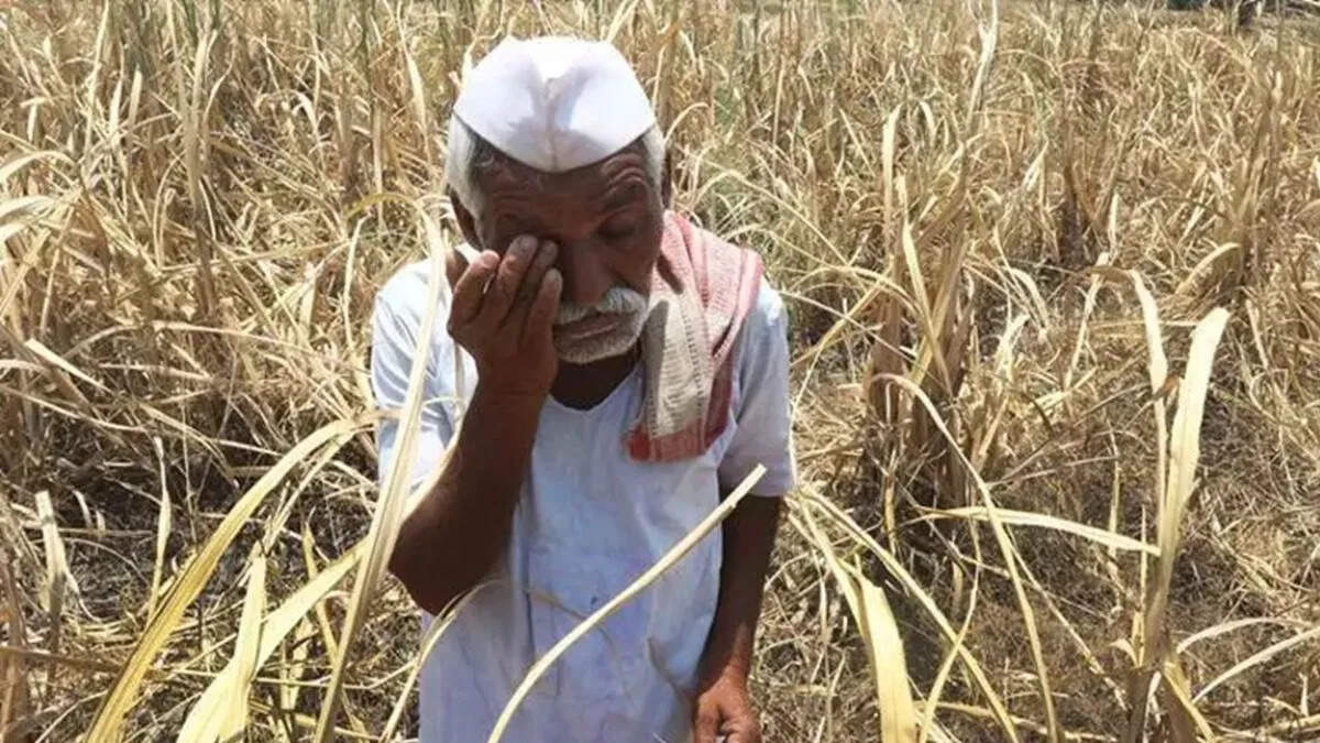 Hundreds of farmers committed suicide, figures and reasons in Maharashtra in four months
