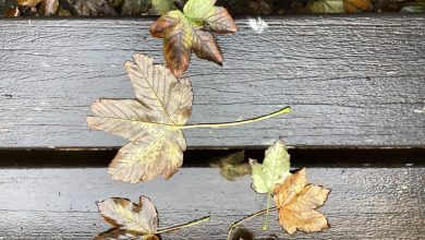 data-literacy-weblog:-date-literacy-articles