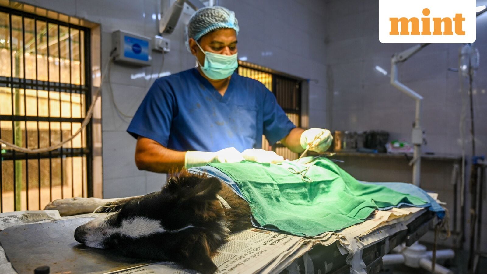 Explain: Why India want medical colleges to lead the fight against rabies