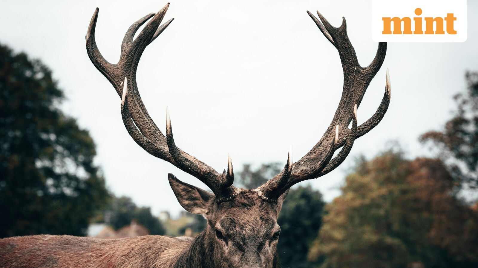 What is the most dangerous animal in the United States? This is not what you think