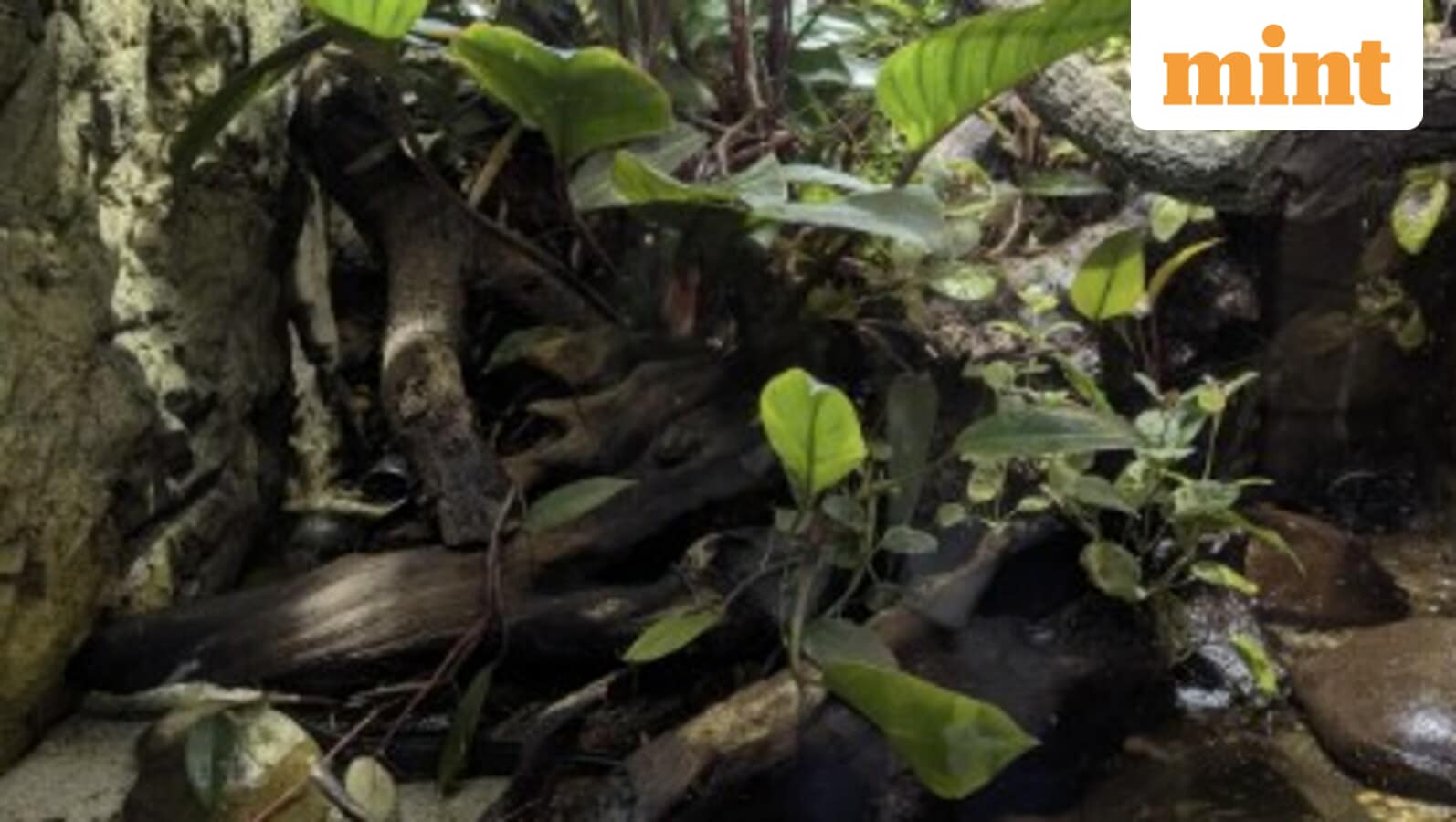 New optical illusion: Hidden frog in a water tank confusing users. Can you solve this puzzle?