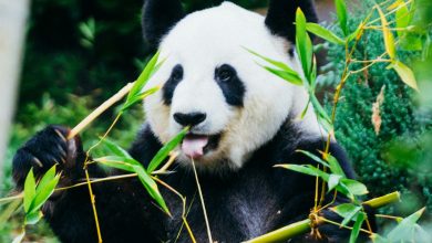 Are you lazy panda? These are signs!
