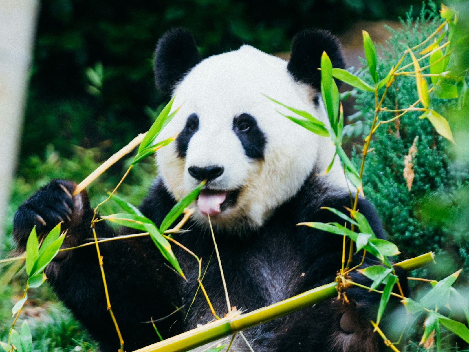 Are you lazy panda? These are signs!