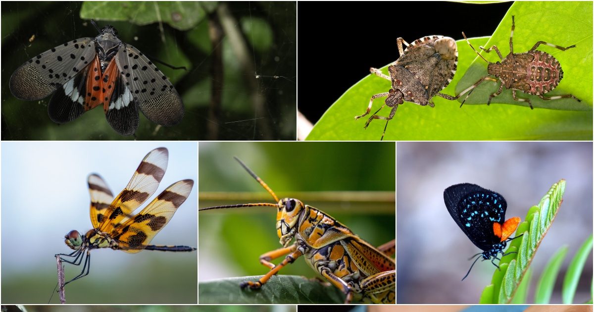 Insects that disappear from the earth! 72% population ends, affects places away from people