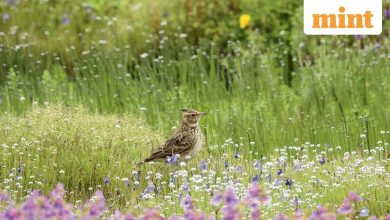 Neha Sinha: Why India’s ‘desert countries’ biodiversity are hotspots in disguise