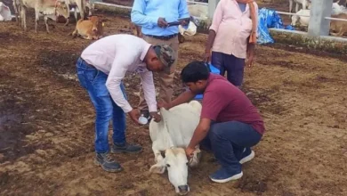Lots of virus grow quickly in the state, a stir due to the alleged case in Barabanki – lumpy virus prevention vaccination in border villages in Barabanki