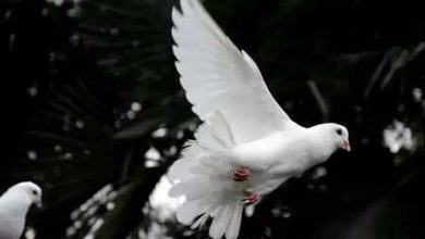 International Peace Day: A day devoted to peace, 44 years ago the movement began today, why more important today?