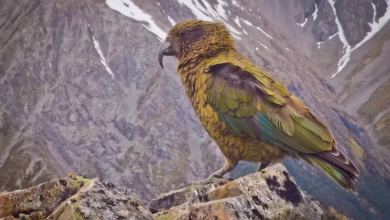 A unique bird, which people call the clown of mountains, also gives the cleverness of the monkey