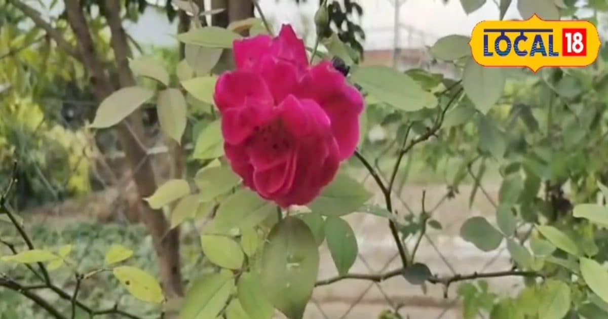 KANNAUJ NEWS: ‘Gold’ is hidden in the scent of flowers, less costs, more profits … know how to grow rose