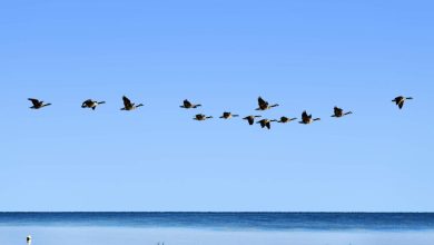 wat-you-would-prefer-to-know-abuts-this-year’s-fall-bird-migration-in-massachusetts