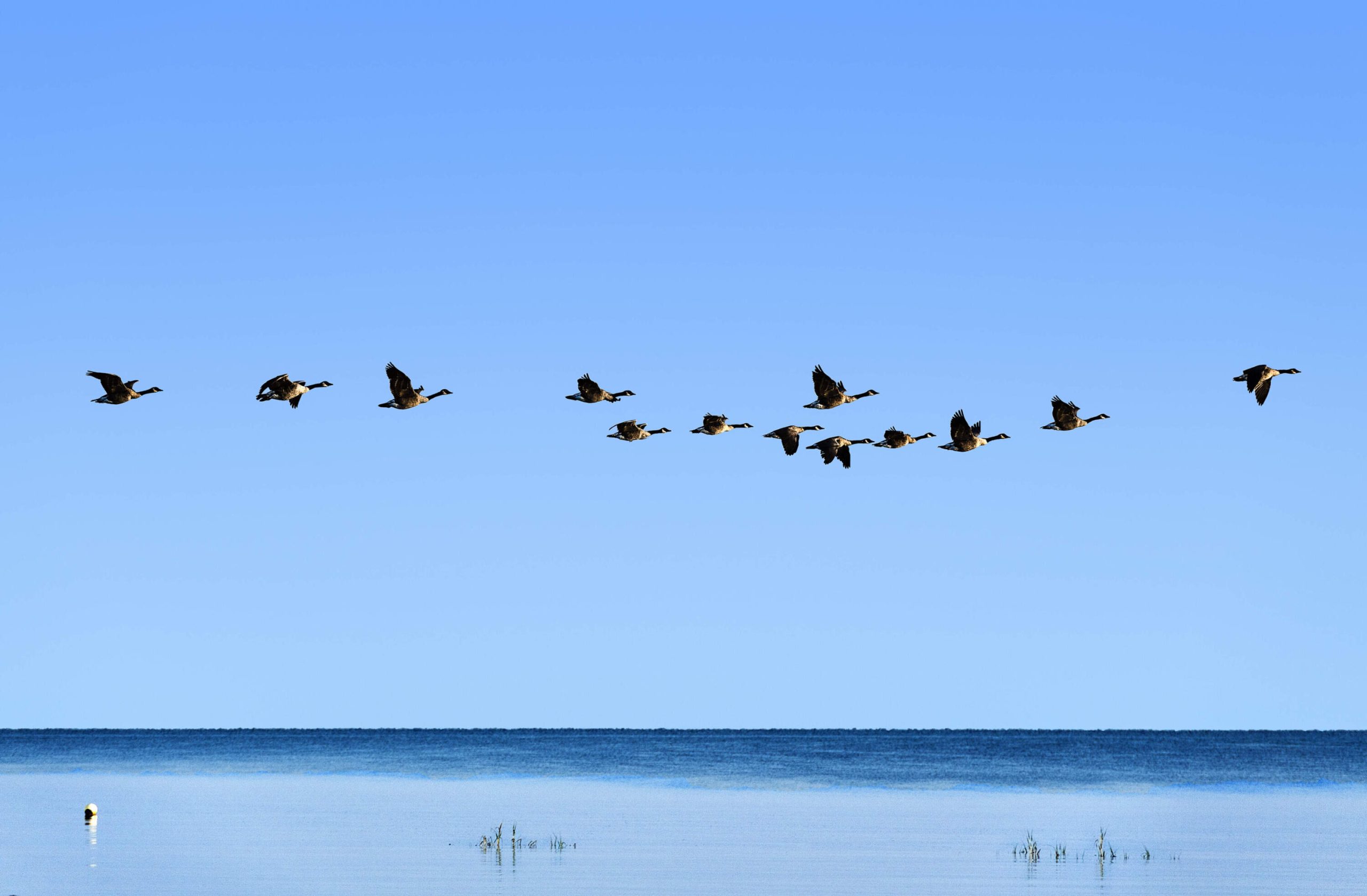 Wat you need to know abuts THIS YEAR’S Fall Bird Migration In Massachusetts – ryan