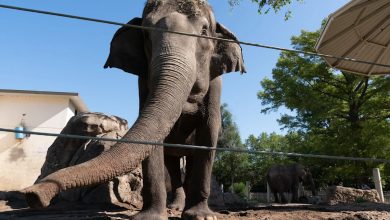 ‘smokey-and-the-bandit’-fans-to-seek-the-advice-of-with-topeka-zoo-elephant-who-starred-in-movie