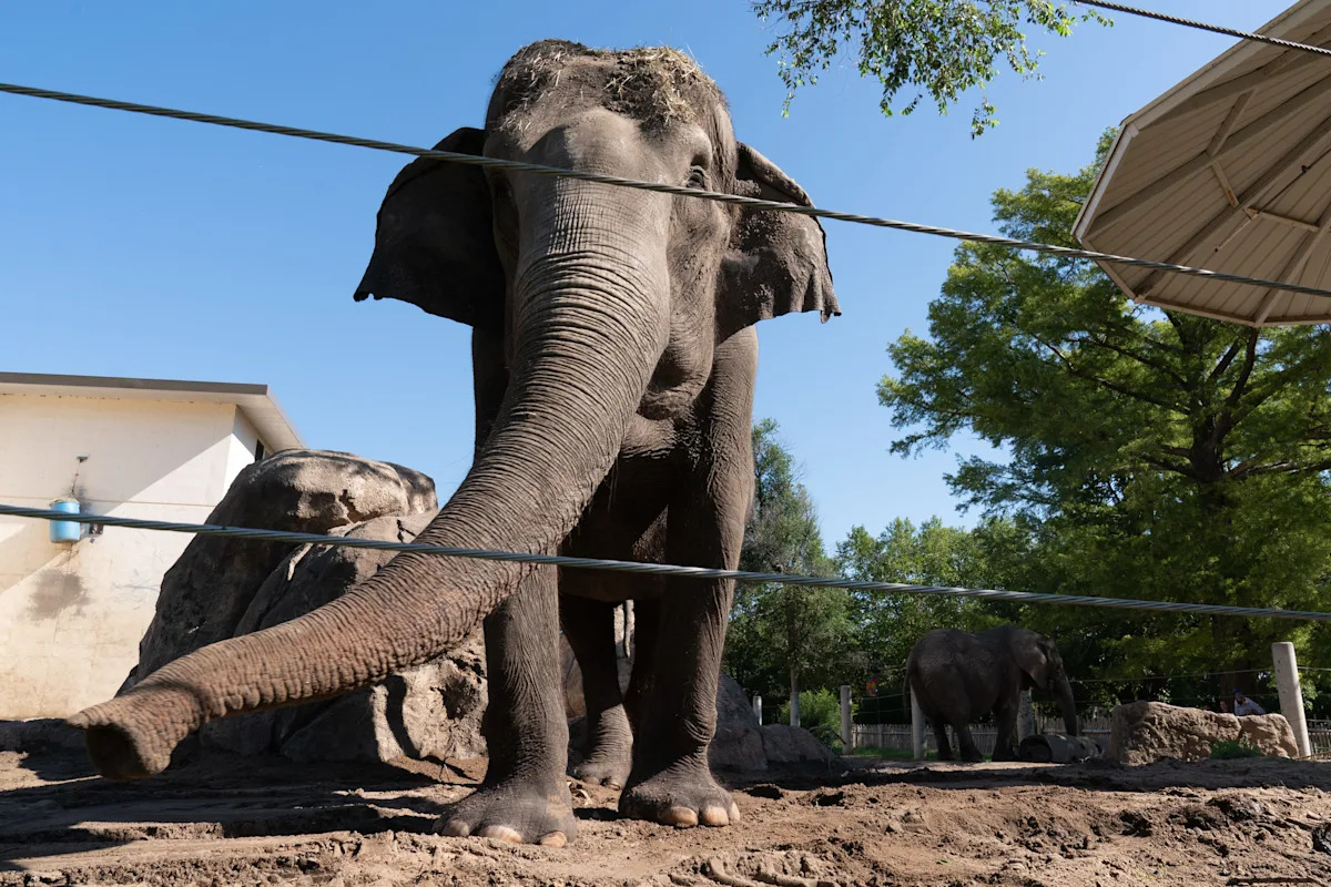 ‘smokey-and-the-bandit’-fans-to-jog-to-topeka-zoo-elephant-who-starred-in-film