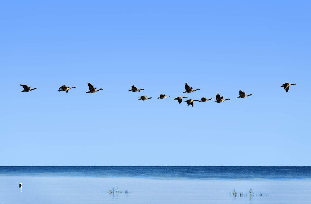 wat-you-wish-to-know-abuts-this-year’s-topple-chicken-migration-in-massachusetts