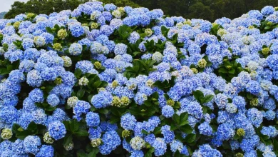 gardening-skilled’s-straightforward-breakfast-staple-to-ensure-‘exciting-blue’-hydrangeas
