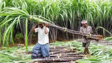 Now sugarcane farmers will not have to wander, the facility will be available directly on cellphone – sugarcane farmers will receive their slips on their phones in Pilibhit