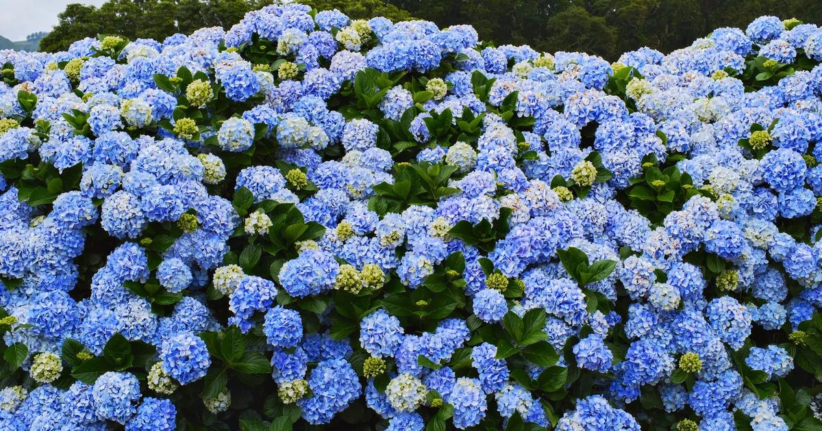 gardening-expert’s-easy-breakfast-staple-to-ensure-‘dazzling-blue’-hydrangeas
