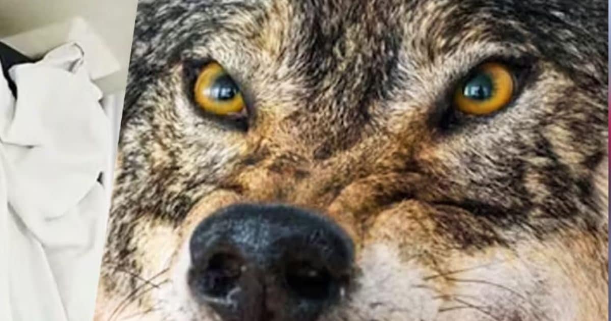 BAHRAICH NEWS: Terror of Man -eaating in Bahraich! The wolf took the innocent in front of his mother, panicked in the area