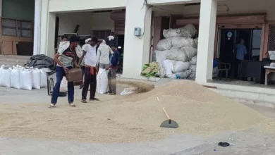 Bhavantantar Yojana will meet for the manufacture of farmers, the government will not buy vulture cast – NCR Mewat farmers who are forced to sell Bajra at low priest