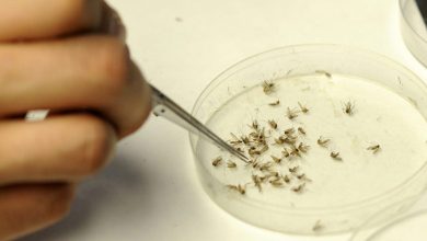 Chicago Reports First Human Cases of West Nile Virus for 2025 – ryan