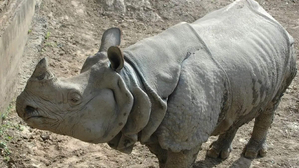 Patna Zoo in second place in the world in terms of rhino population, 10 rhinos of four species