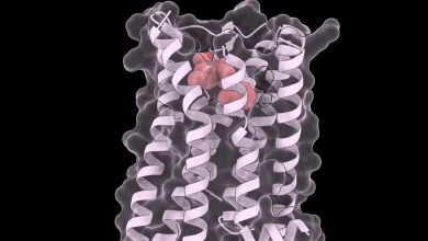 Researchers achieve the possibility of developing a ‘comprehensive remedy’ to treat all rare diseases