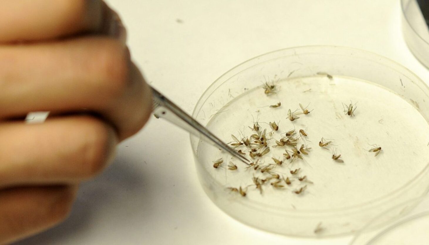chicago-reports-first-human-situations-of-west-nile-virus-for-2025