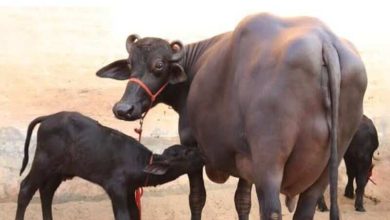 After flooding, livestock is feared by viral infection, about 10 cattle died in Hisar Village