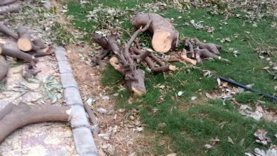 Why did the NGT reprimand the Panipat administration in the illegal tree crop case?