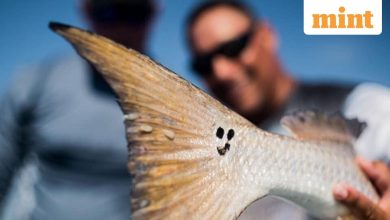 Do these fish send a message with their mysterious places?
