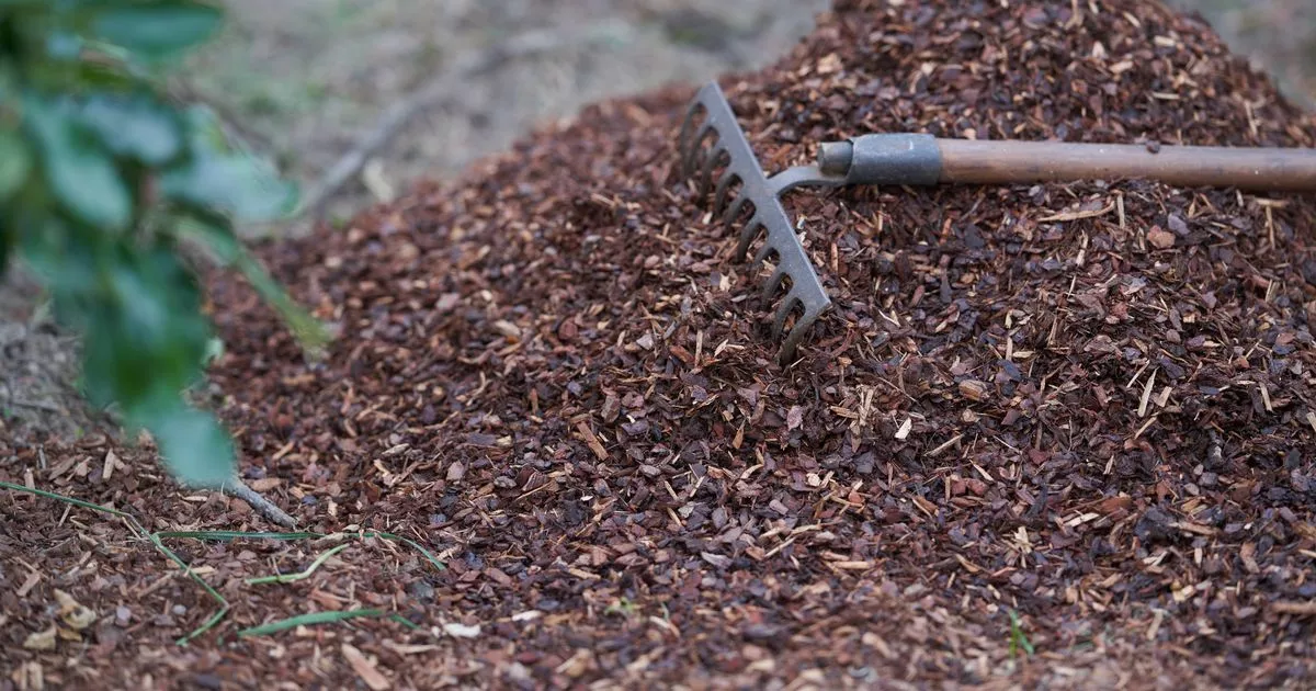 ‘heavenly-genius’-mulching-hack-is-ultimate-for-gardeners-with-a-corrupt-back