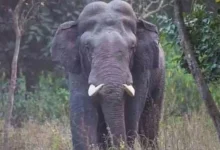 Female elephant dies due to the current in Badbil, three accused arrested – the death of the elephant in Keonjhar om fence leads to tragedy