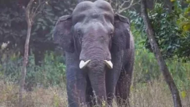 Female elephant dies due to the current in Badbil, three accused arrested – the death of the elephant in Keonjhar om fence leads to tragedy