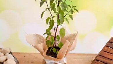 Tulsi keeps the spirit holy and body healthy!