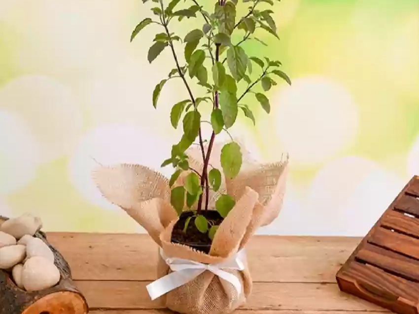 Tulsi keeps the spirit holy and body healthy!