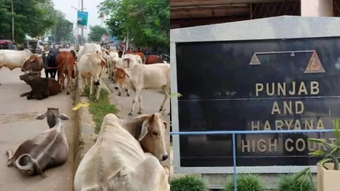 Challenge of Haryana Goson Law in the Supreme Court, the question of giving police powers to private persons – Haryana Cow Protection Act contested in the Supreme Court to question the granting of police forces to private persons